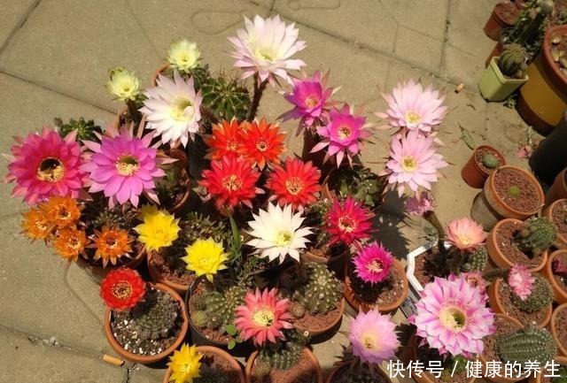 仙人球这样养,吹气似的长,比月季开花漂亮,一开花就爆满盆!