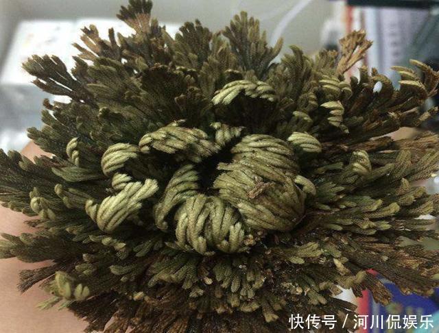 叶片|叶片独特的1种“野草”,在悬崖边生长,拔1棵就少1棵,珍贵!