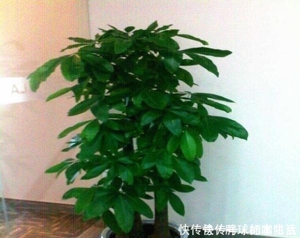 水分|给发财树浇水,记两关键,十年不烂根,叶片油亮亮,越来越旺盛!