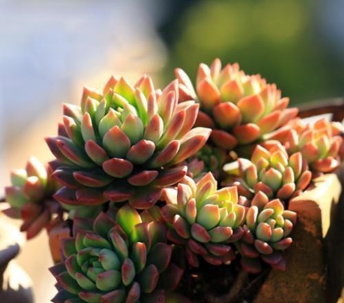 盘点10种“容易度夏”多肉，南北方花友，随便选、随便养