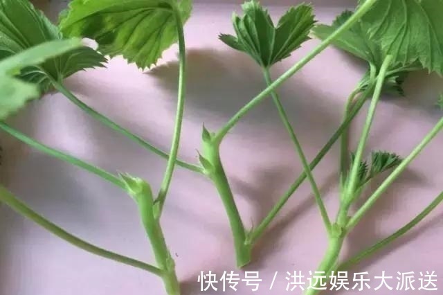 长寿花|4种花现在扦插，枝条扔土里“生根快”，当年开花，变成养花大户