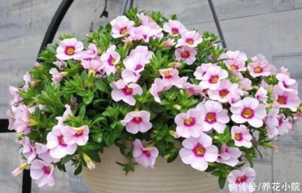 养6种花，试试吊起来养，节省空间，观赏效果更好