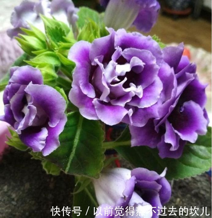 3种花是花中劳模，一年四季开花不断，养护简单，开花多！