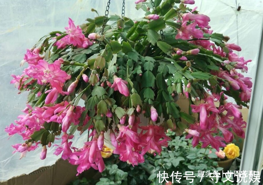 花草|吃完3样东西,留下“废壳”,闷一闷拿来养花,比营养土强10倍