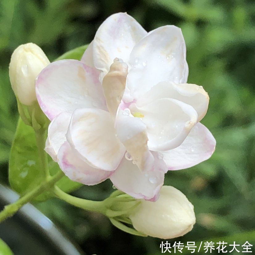 家里养组合香水花，一年四季都有香味，满屋子都飘香