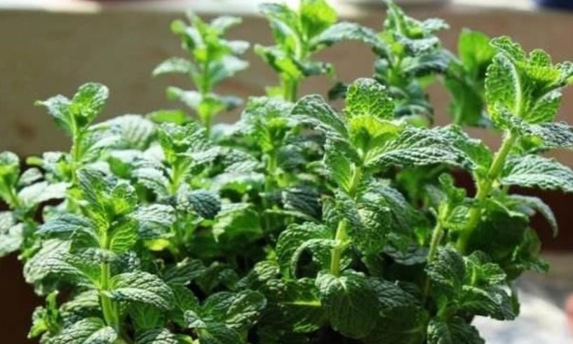 老中医都喜欢的4种花,人养花,花也“养人”,新手也能轻松驾驭