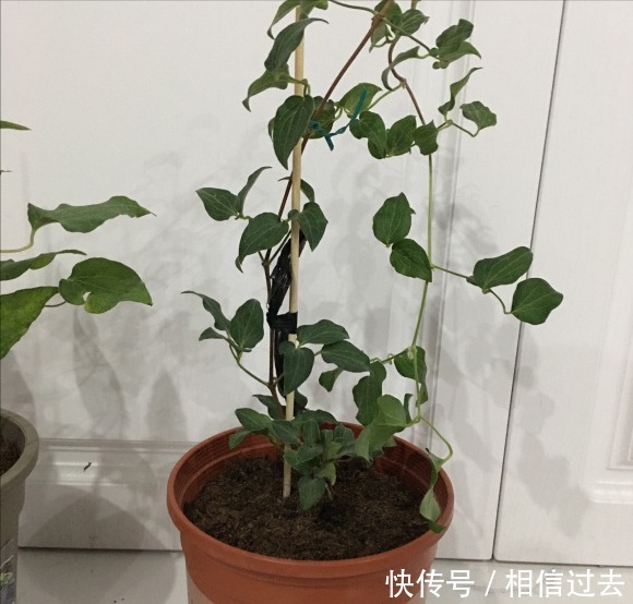 铁线莲|4种“漂亮花”，最好买小苗，2个月就开爆，比买大苗划算多啦