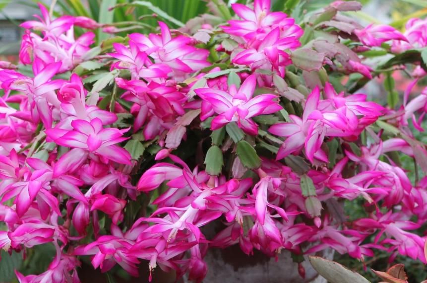 蟹爪兰不爆盆,往这里“剪几刀”,花朵翻倍蹭蹭长