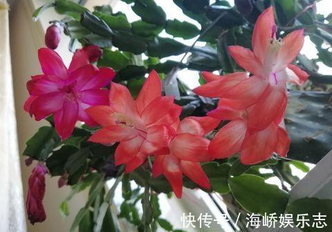 浇水|蟹爪兰叶片瘦，不精神给它“加加餐”，疯长新叶，开花爆盆