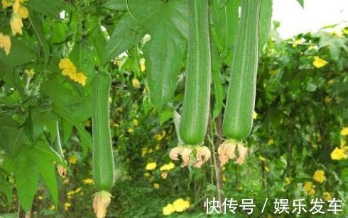 好处|吃点丝瓜好处多,但不要与一物同吃,却有很多人不清楚!