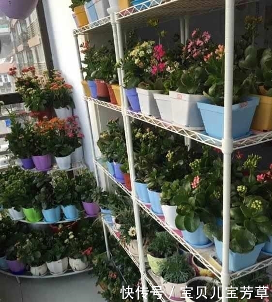 从养1盆死1盆,到1盆变100盆长寿花,姥姥只用了3小技巧