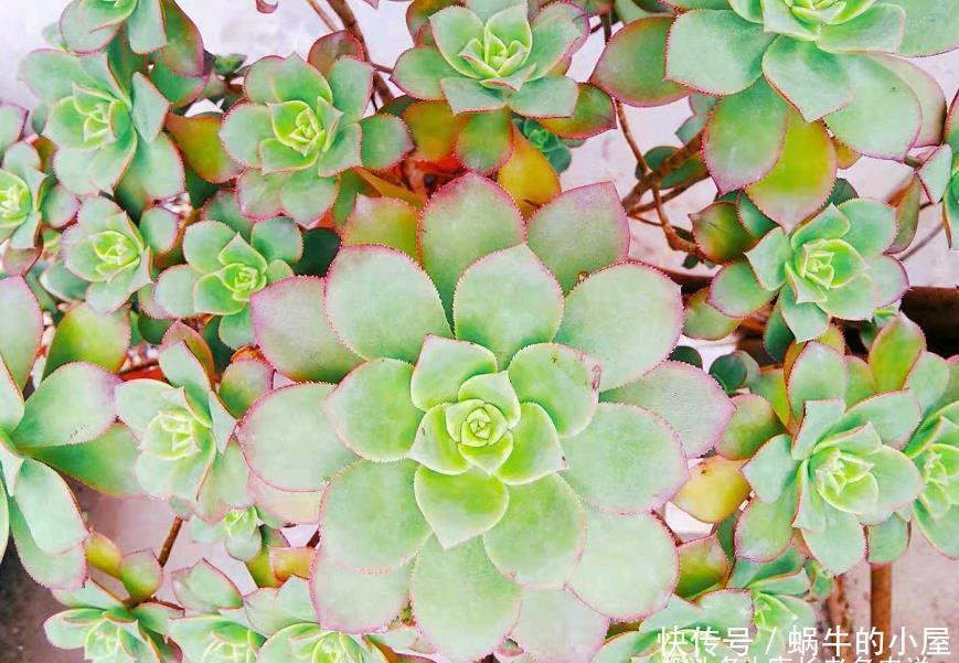 叶片|多肉法师的叶片暗淡无光原因很多,并非只有缺肥才会出现这种情况