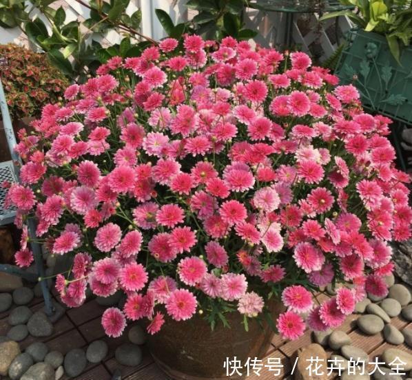 花卉|新手去花市买花,3种花再喜欢也要避开,养不好浪费钱白费力