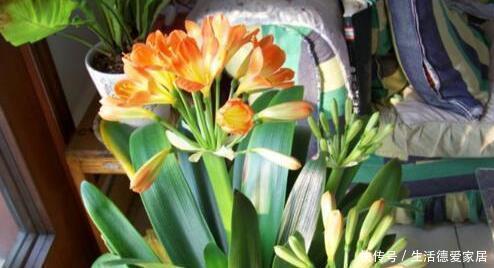 李大爷|李大爷只用它养君子兰,不花一分钱,1年开花2次全都爆盆