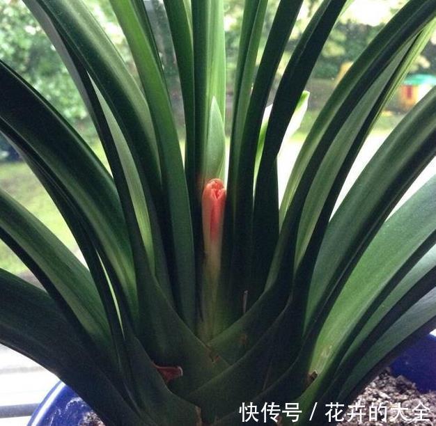 花友|养君子兰用这个小妙招，开花多、新叶多、不夹箭，叶子绿的发光