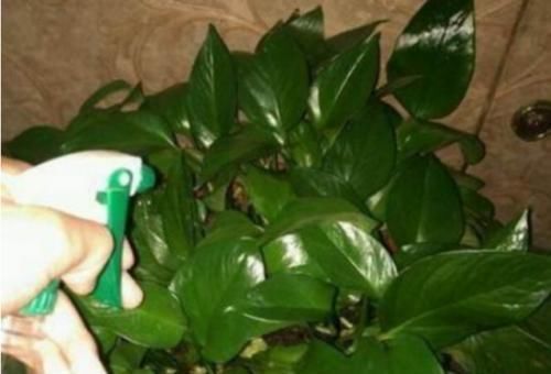 啤酒|最厉害的养花营养液给绿萝喝一勺,四季油绿,叶比巴掌大
