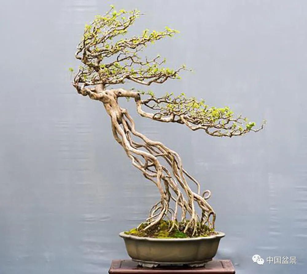  制作|盆景制作中的气、势、神、韵如何表现！静态和动态相结合是精髓