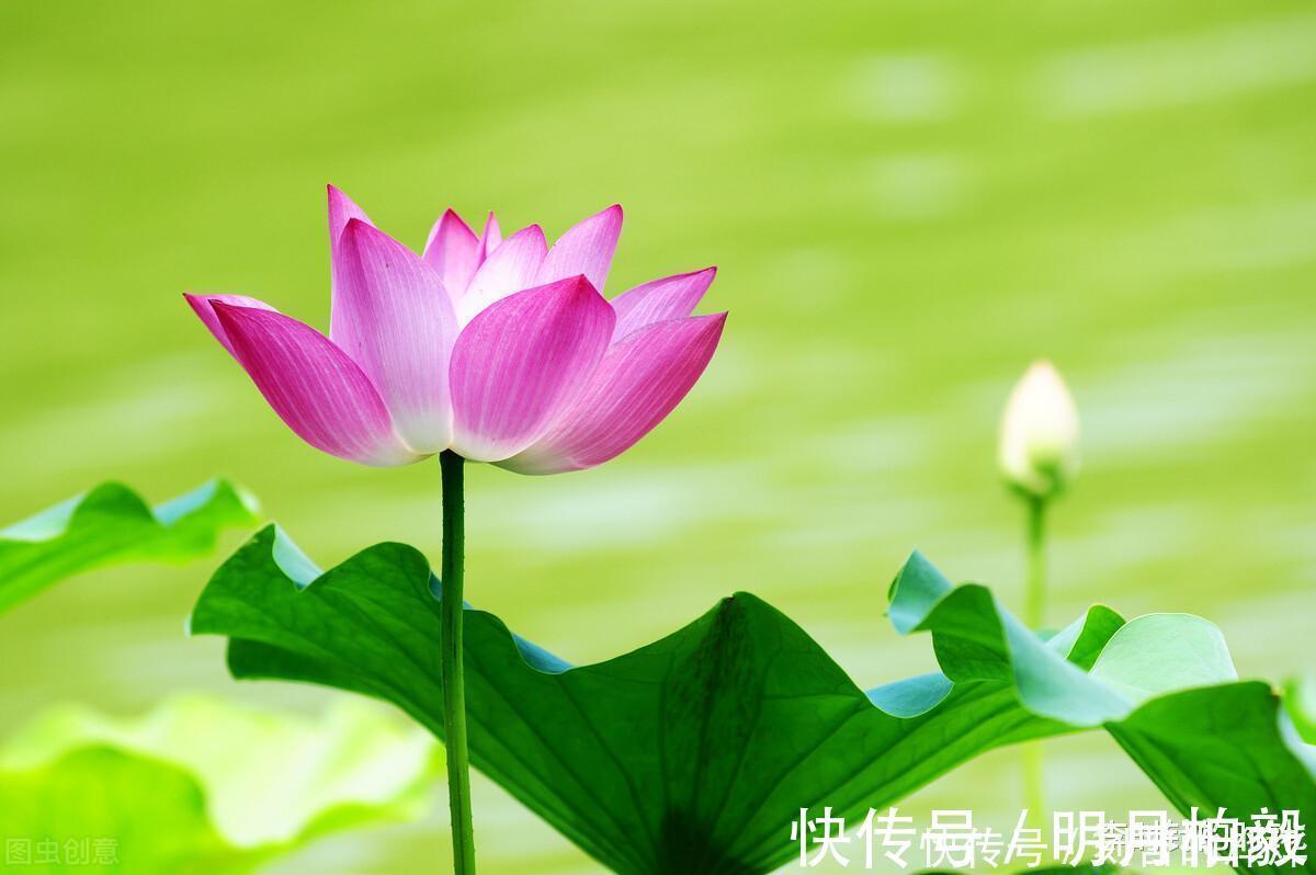 情诗|新婚燕尔,李商隐写下一首诗赠给妻子,堪称大唐最美的情诗