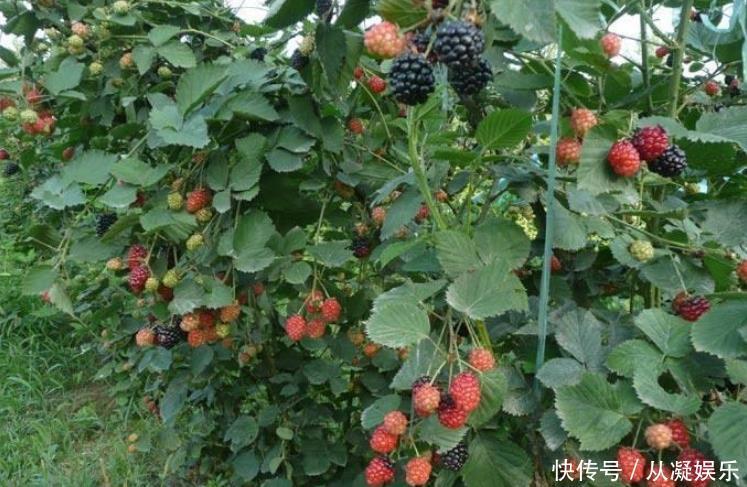 小时候常吃的野果，只有8090后才知名字，00后基本没见过