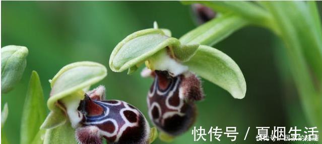 兰花市场的水很深，那怎么才能分辨出一株兰花的好坏？