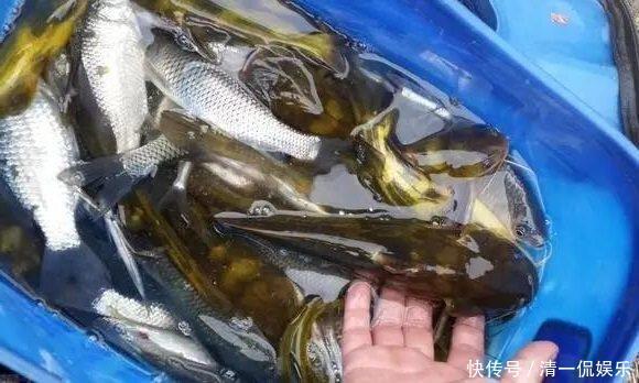 昂刺|现在正是钓黄颡鱼的好季节，但你没技巧就只能当“空军”