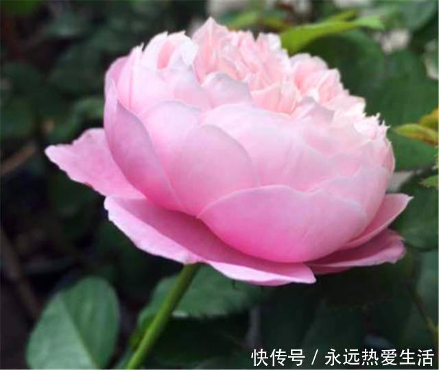 养护|3种最不容错过的绝美月季,颜值高香气浓,养护简单开花多