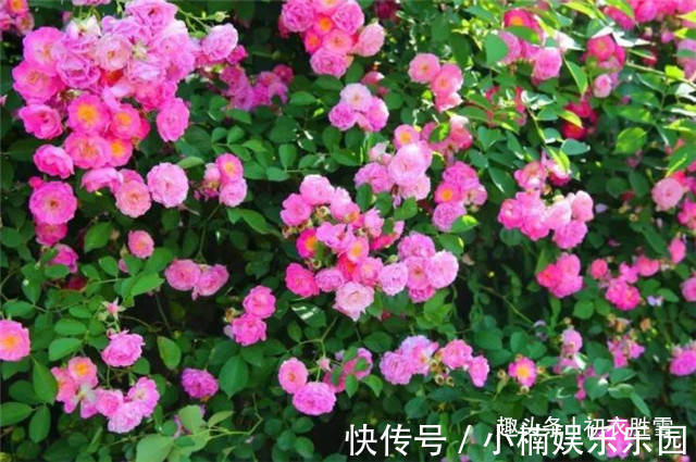 歌舞#晚唐两首蔷薇诗,一首是杜牧的,一首是李商隐的,谁写得更好?