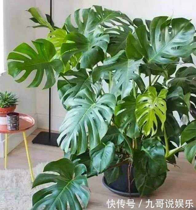 杜鹃花|养花就养这几款,漂亮好养,随便养1盆,比香水好闻,比牡丹更好