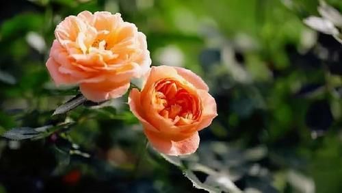 分享可以在阳台栽培的十一种藤本月季，随便一种都能让你满意