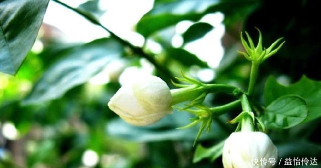 长叶子|老花农说茉莉花年年开花，你需要做好这几点，香极了