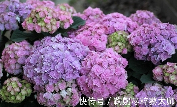 桃花|10月下旬，霉运散好运来，桃花朵朵，生意兴隆，日子红火