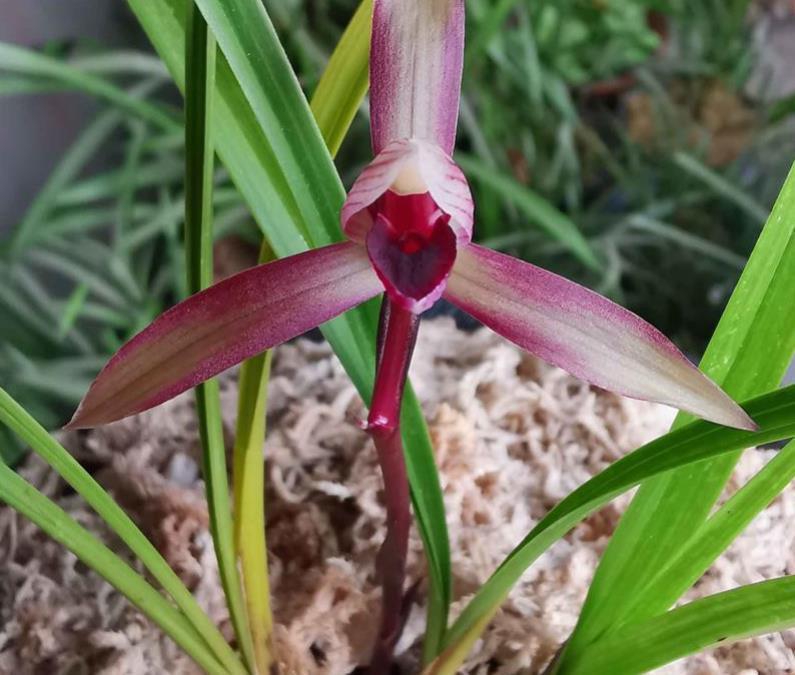 春兰|春兰滇红素,顶级品种,红花浓香,被誉为兰花界的常青树