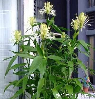 富贵竹捡回来养了2年,一米多高还开花了,方法原来这么简单!