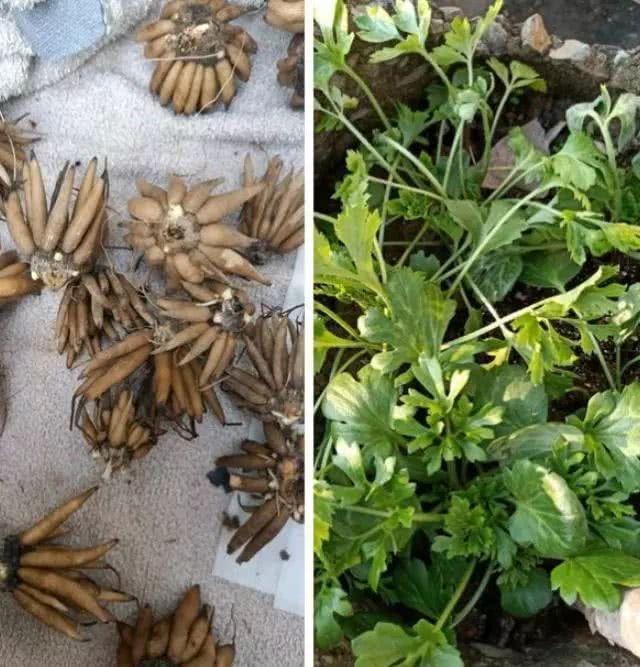 似牡丹,价格低,丢土里就能活,寒冬也能繁花似锦