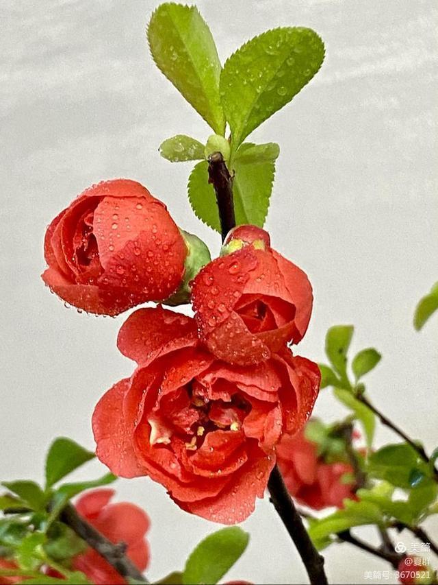 只恐夜深花睡去,故烧高烛照红妆!我与一盆海棠花的故事