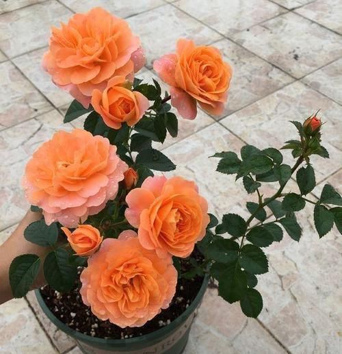 爆盆|最好养的大花月季，开花性好，每次都爆盆，香味清爽，阳台党必备