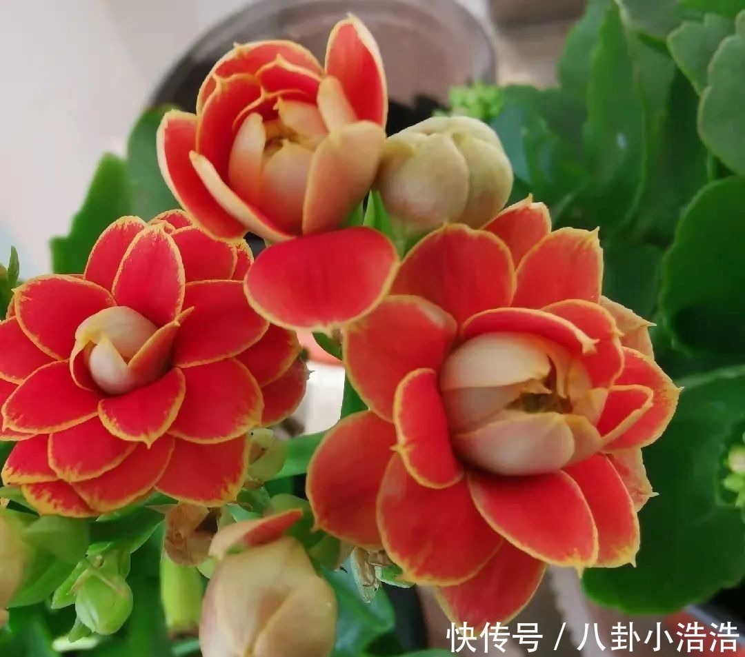 花期|45种长寿花,个个都是高颜值,家里养几盆,美得移不开眼