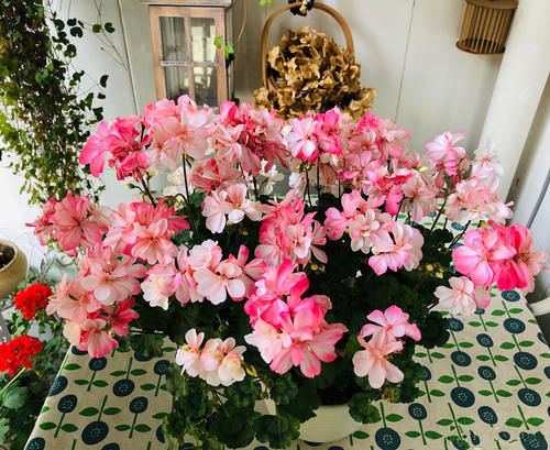 名花|世界名花“天竺葵”,优秀的阳台盆栽花,家里养一盆,三季有花看