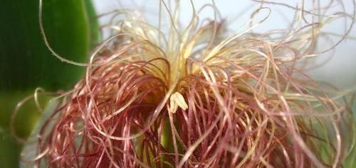  患者|高尿酸患者“四黄”请不要再吃了，痛风或许退避三舍