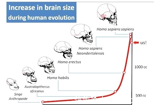 生产|为何动物的生产那么轻松，而人类分娩却疼得撕心裂肺？