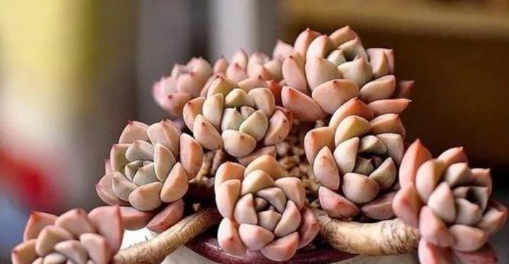 春天给多肉换盆,不仅要会“看”,还要掌握换盆小技巧