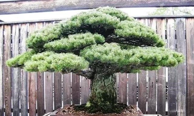 世界上又一奢侈品《盆栽》一盆就是一座房子!