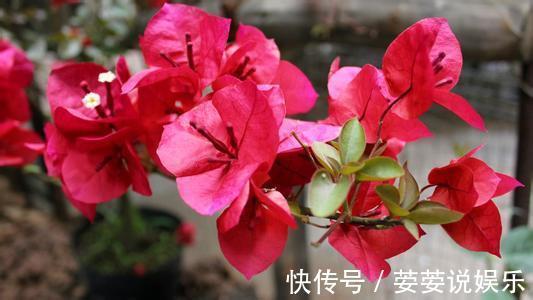 满枝|花期超长的10种花,种一盆一整年都花开满枝!