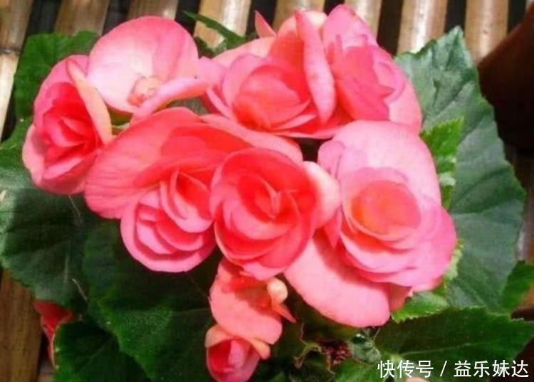 花海|几种便宜花,开花特漂亮,给点阳光就灿烂,阳台成花海!