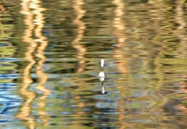 鱼口轻、阴漂就不会钓鱼?这样改变一下,钓鱼收获立刻就有变化