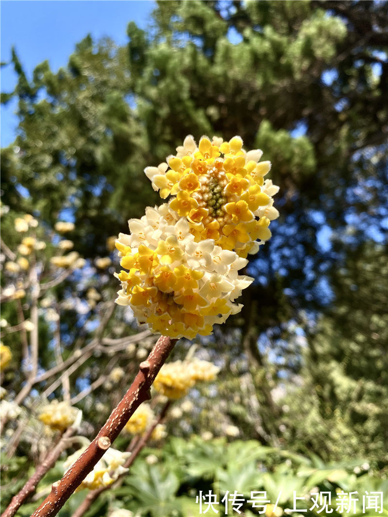 花开春意浓！黄浦美景等你来赏