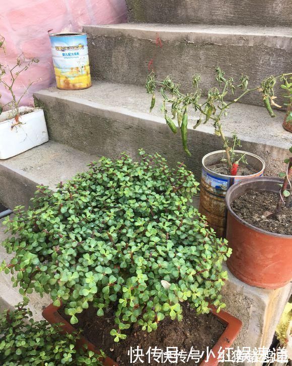 老桩|路边捡棵“小老桩”，回家浇点水，养了半个月，原来是盆金枝玉叶