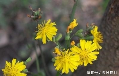 炎症|农村随处可见的野菜,城里人把它当宝贝,没想到它能治疗多种炎症