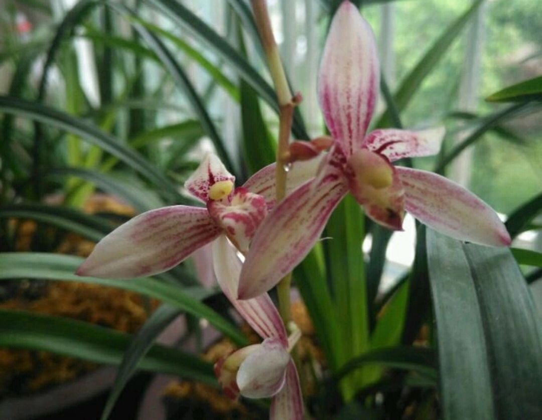 秋老虎|养兰花要注意秋老虎,一不小心根部就发黑,发黑原因和解决方法