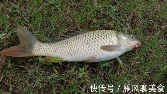 真口少，假口太多，老是不上鱼关键问题出在这里